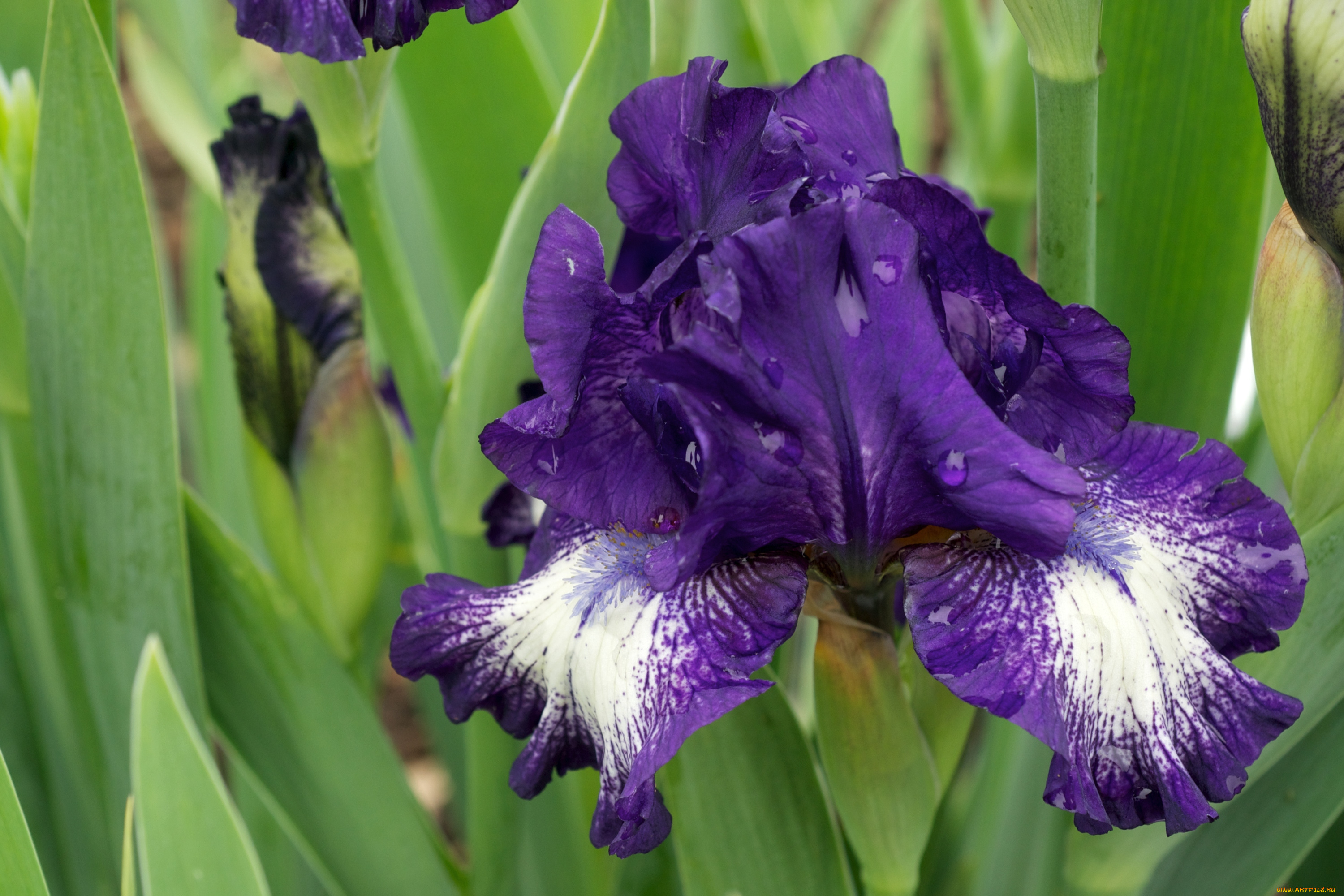 цветы, ирисы, фиолетовый
