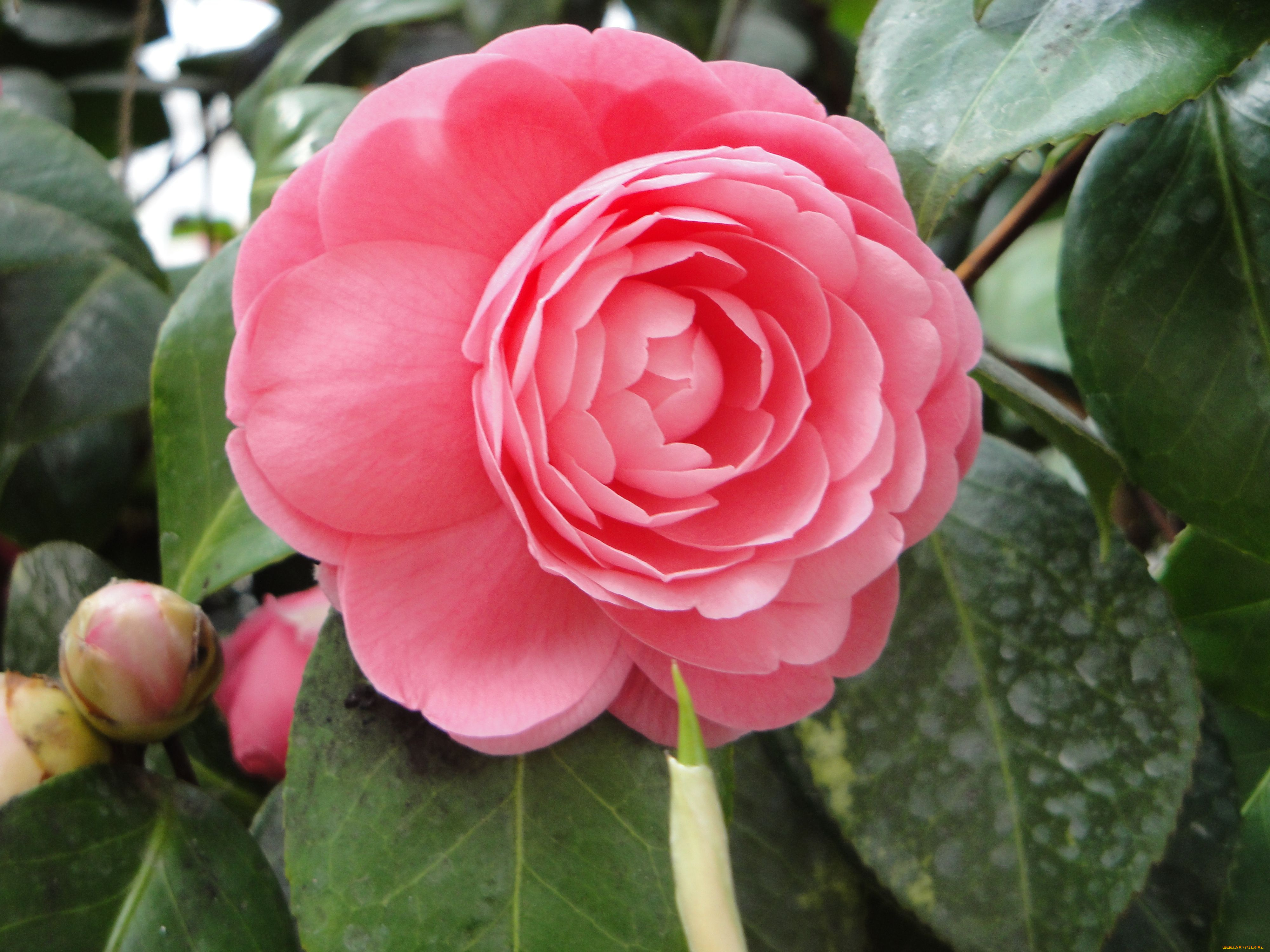 цветы, камелии, листья, лепестки