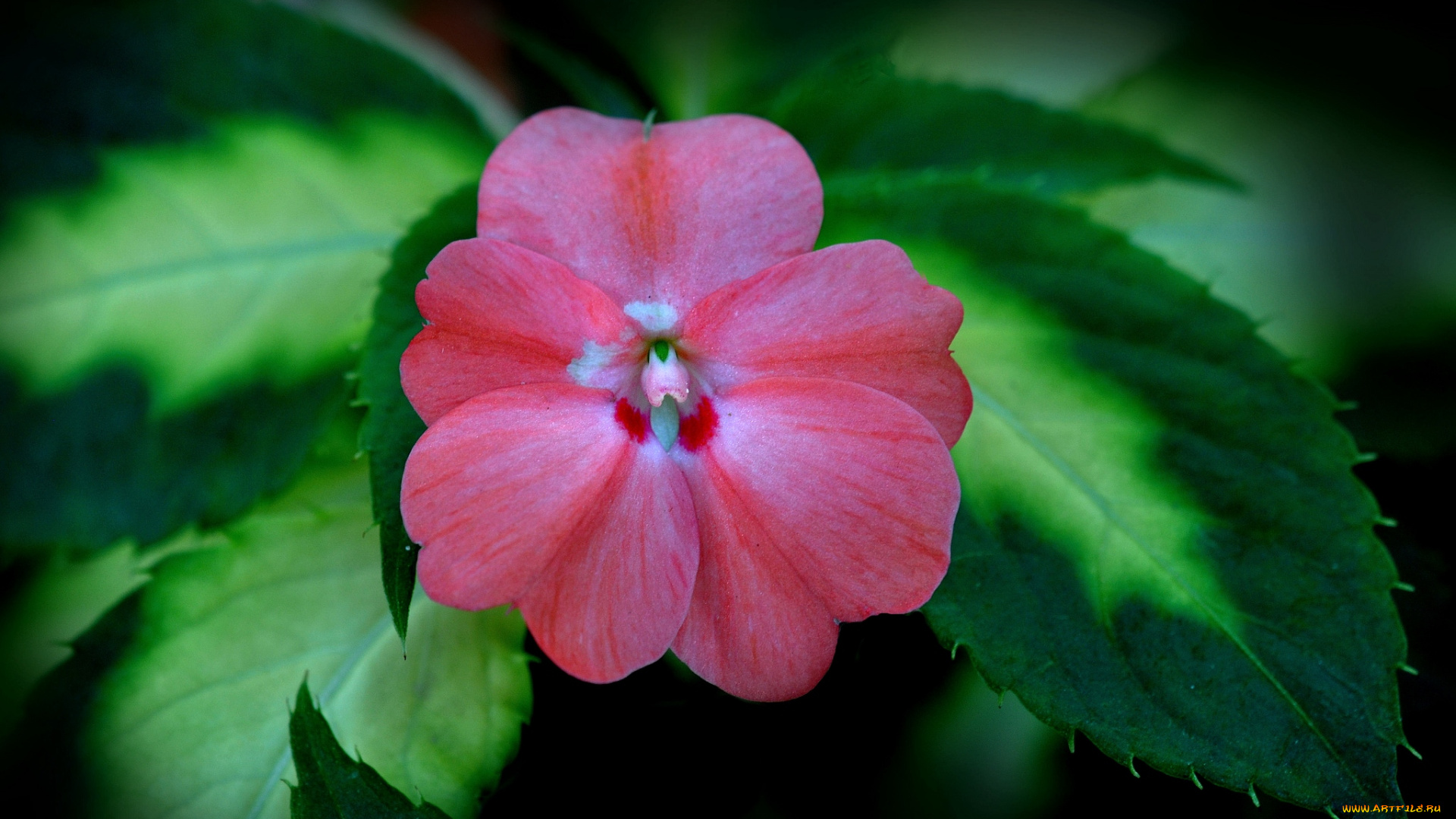 цветы, бальзамины, макро
