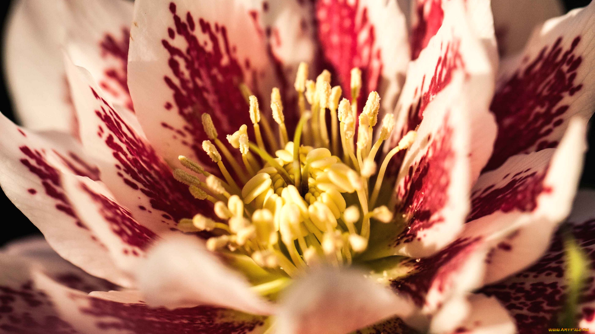 цветы, геллеборус, морозник, макро