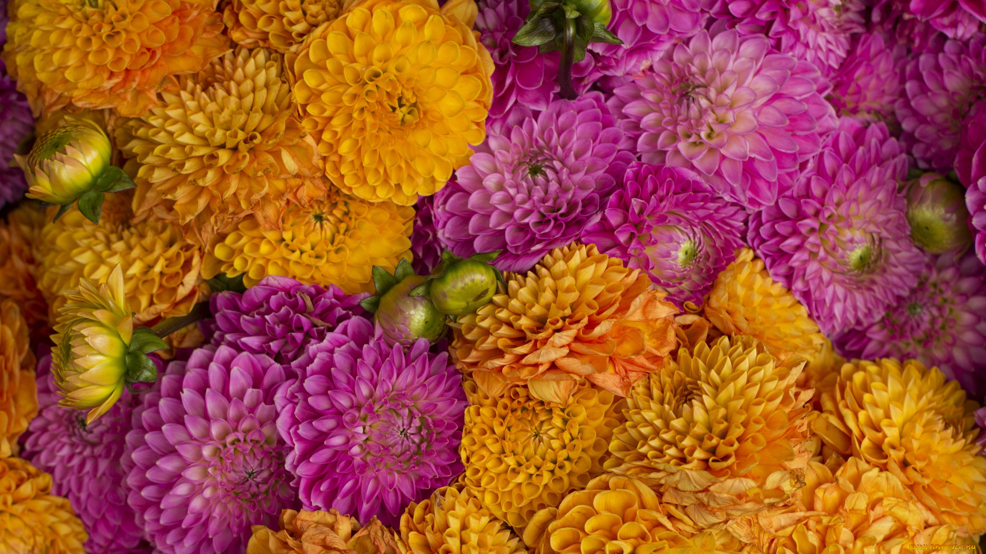 цветы, георгины, бутоны, макро