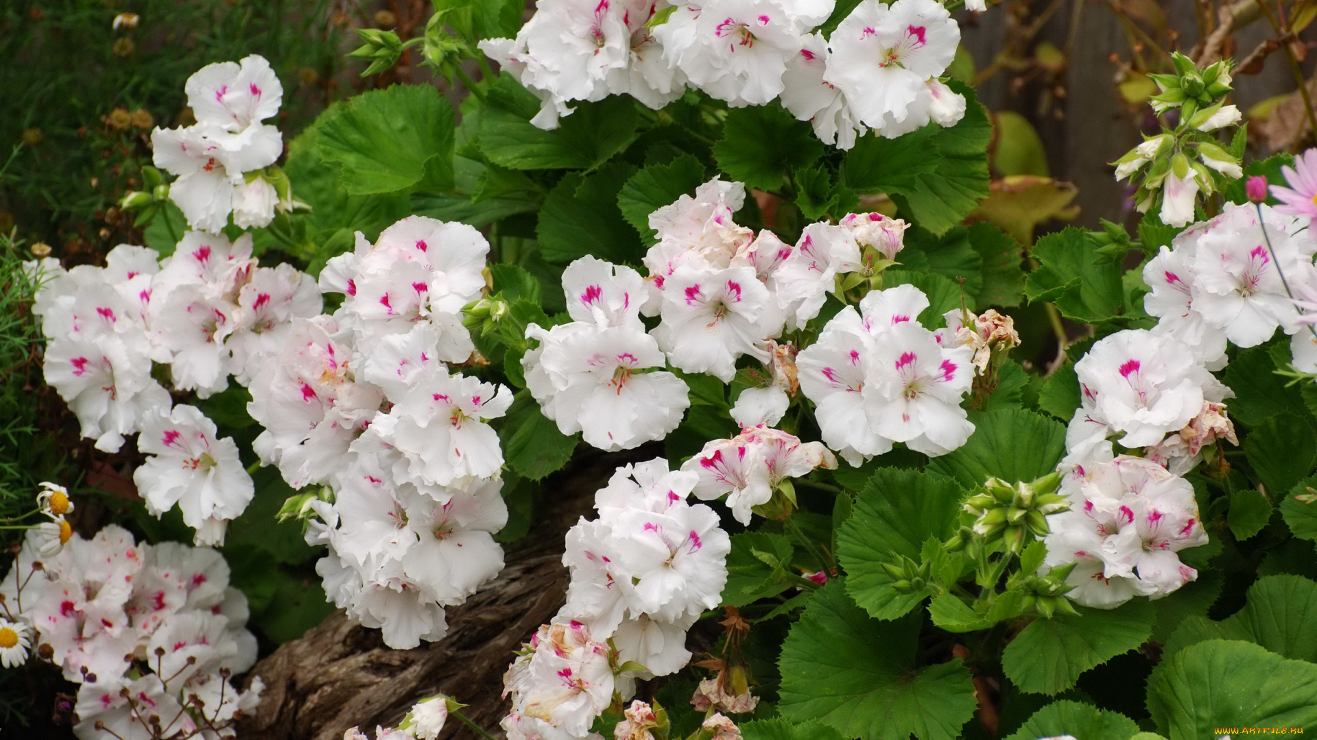 цветы, герань, белая