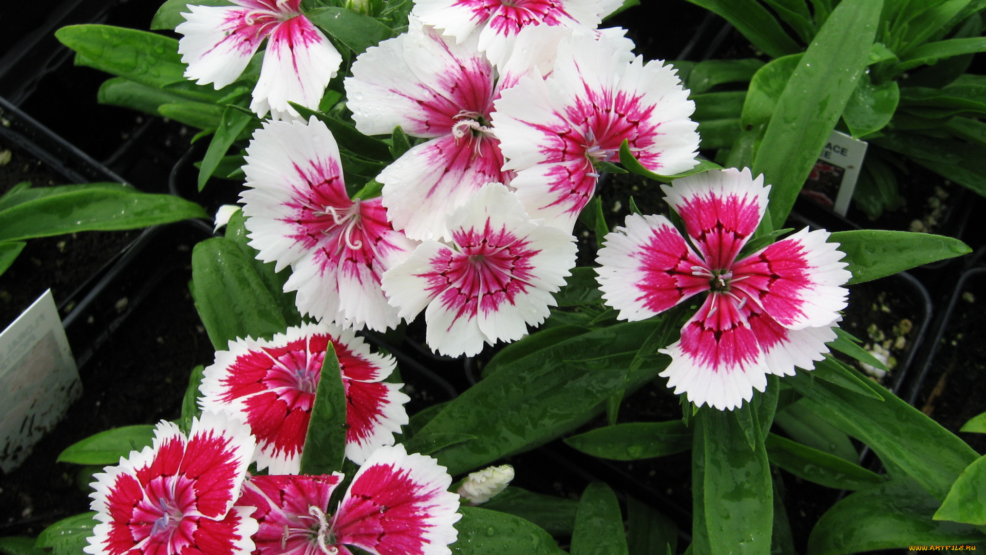 цветы, гвоздики