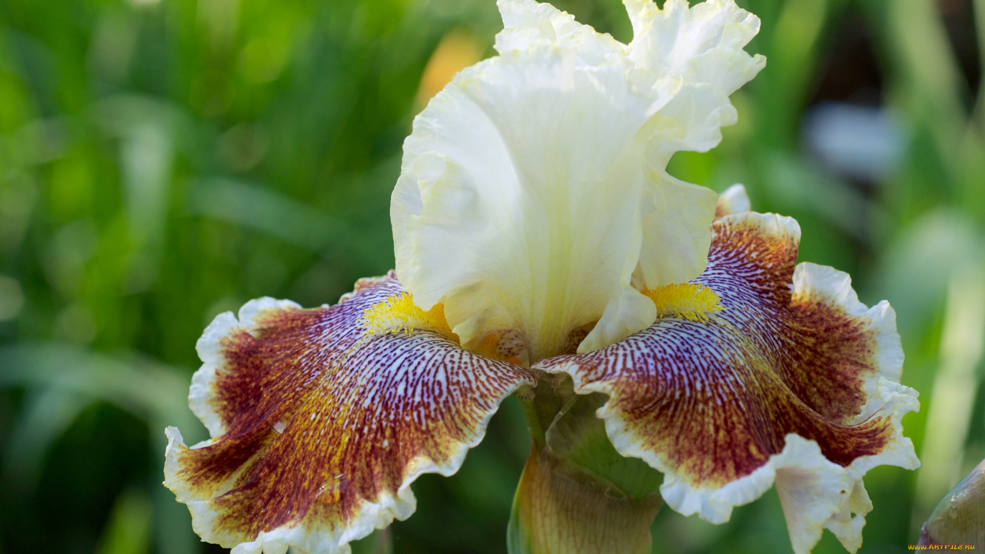 цветы, ирисы, касатик