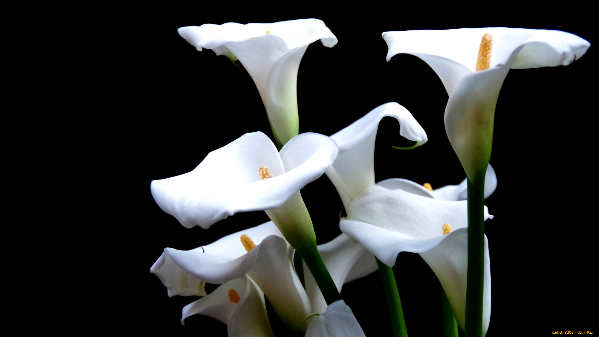 цветы, каллы, белый