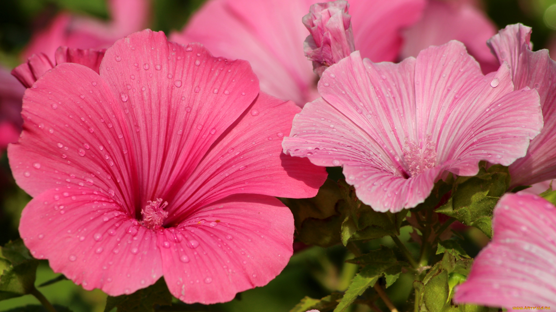 цветы, лаватера, капли, розовый