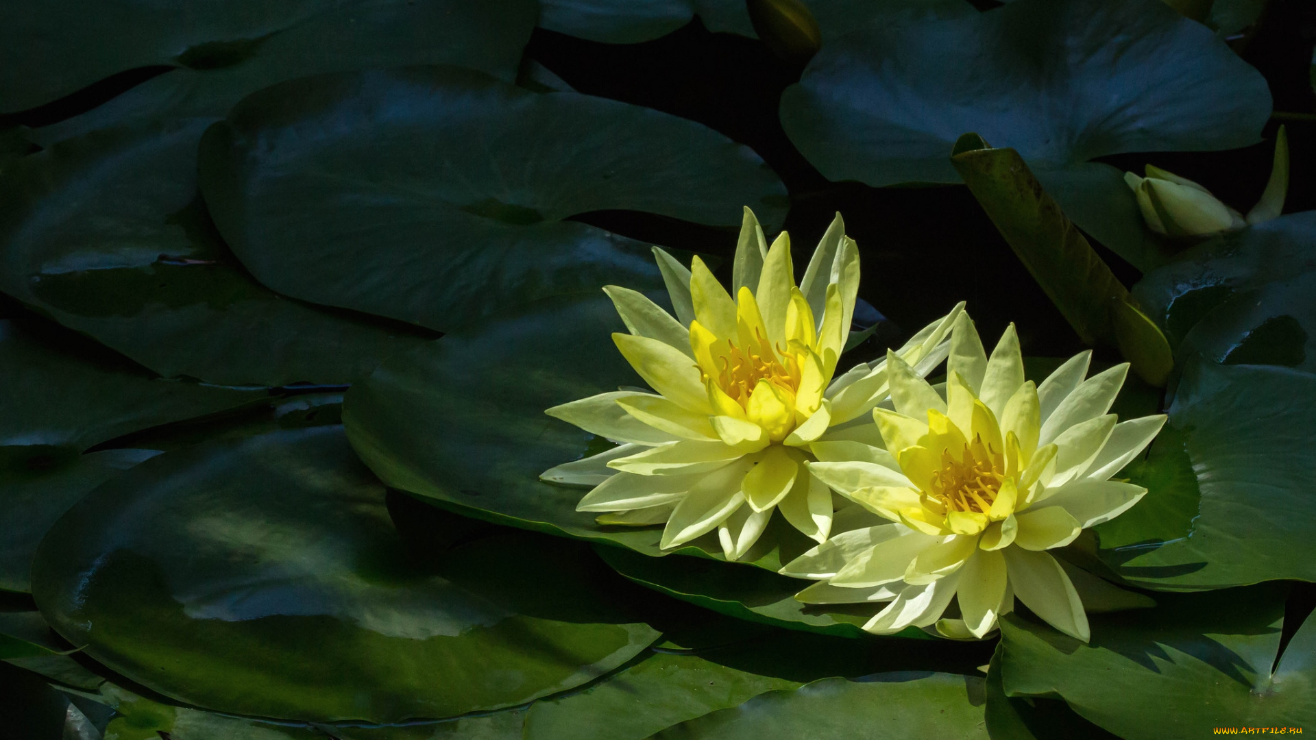 цветы, лилии, водяные, нимфеи, кувшинки, дуэт