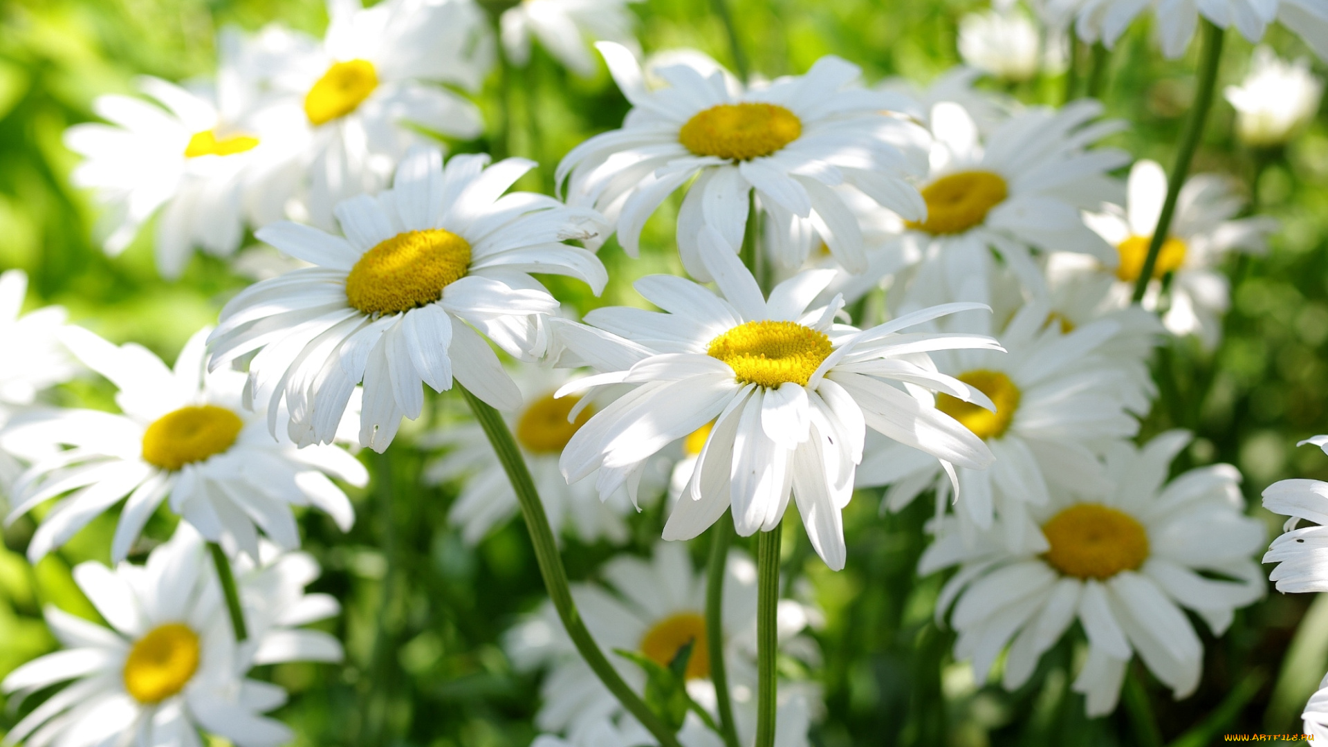 цветы, ромашки, свет