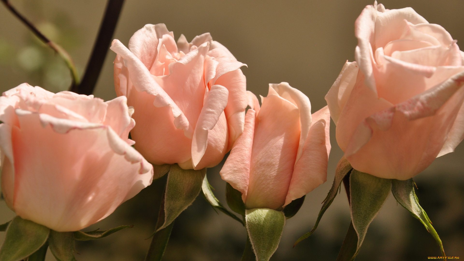 цветы, розы