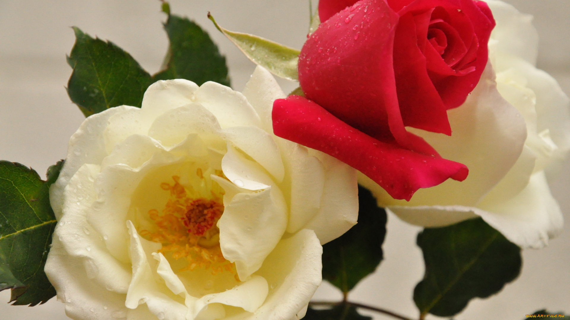 цветы, розы