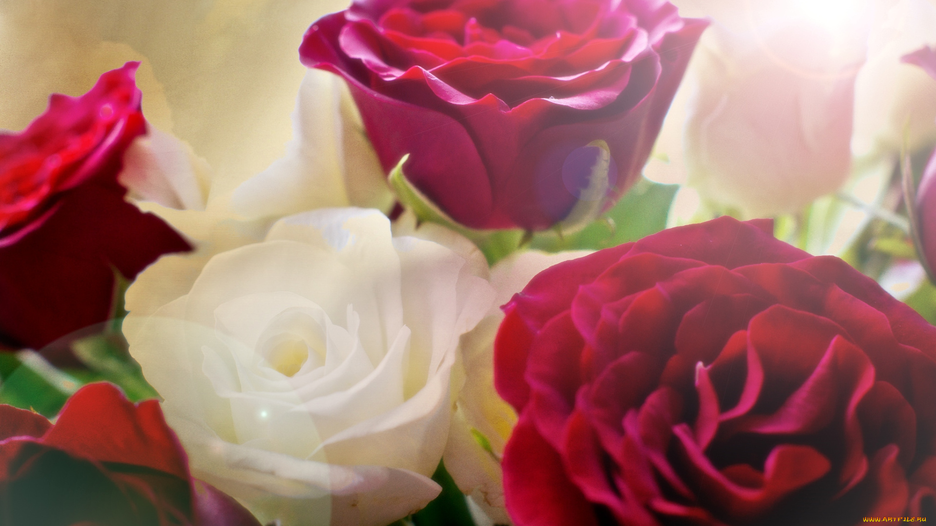 цветы, розы, настроение