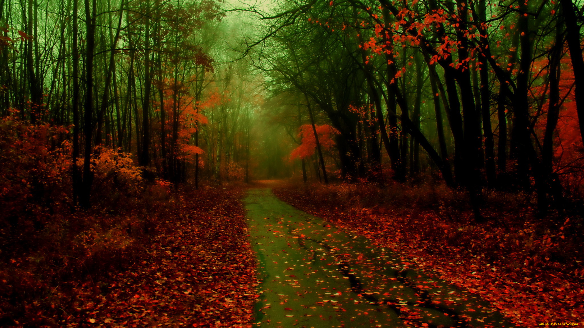 природа, дороги, лес, дорога, осень