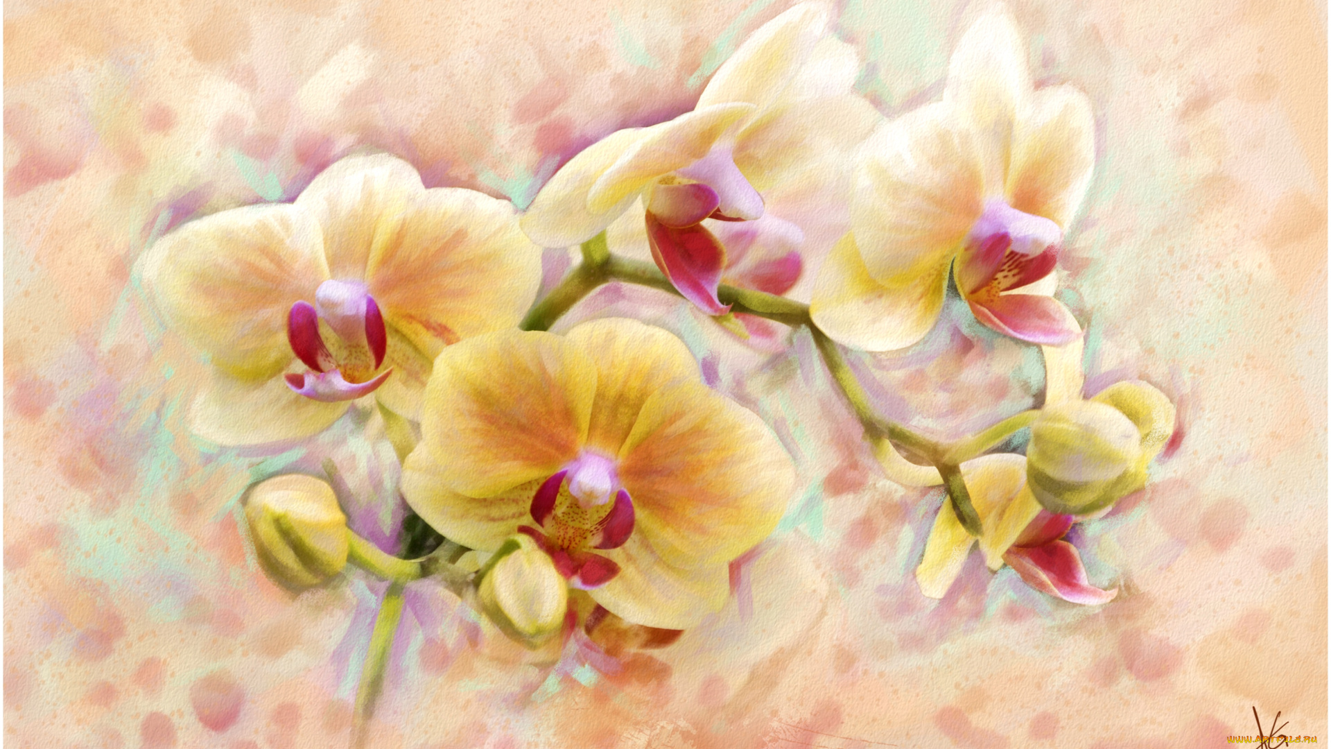 рисованные, цветы, орхидея