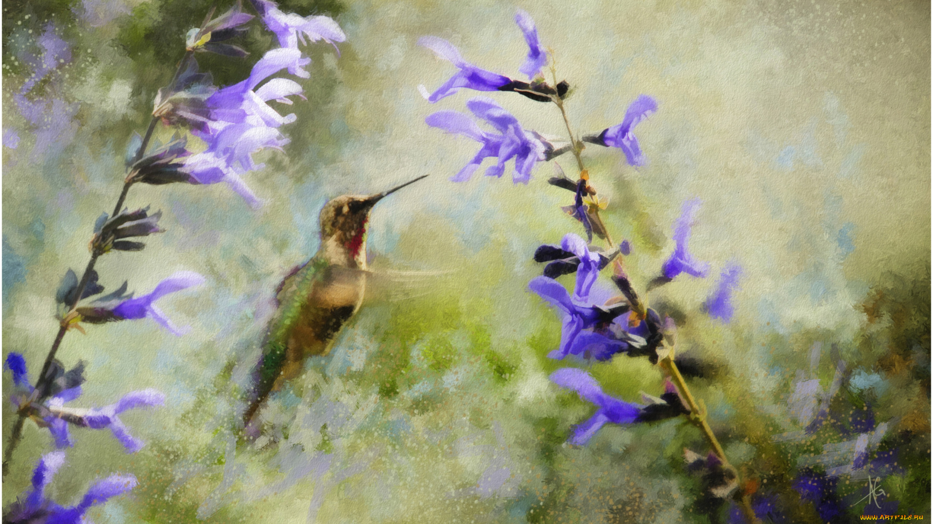 рисованные, животные, колибри