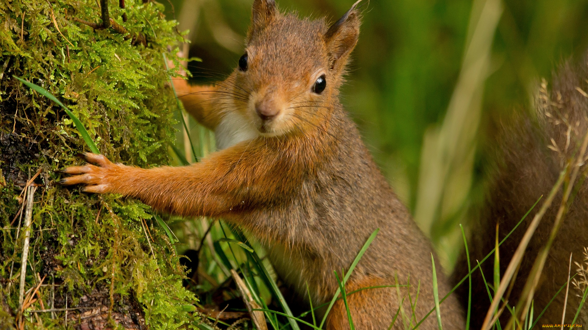 животные, белки, портрет