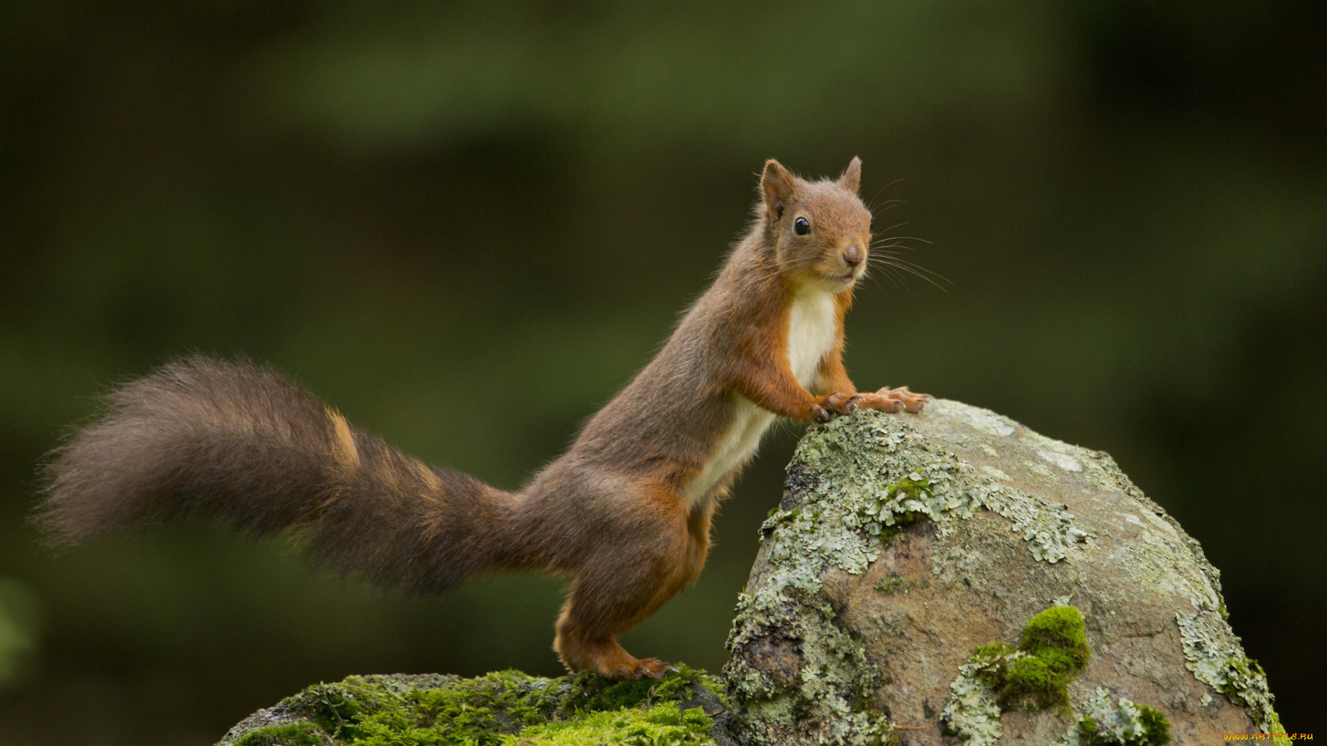 животные, белки, зверек, рыжая