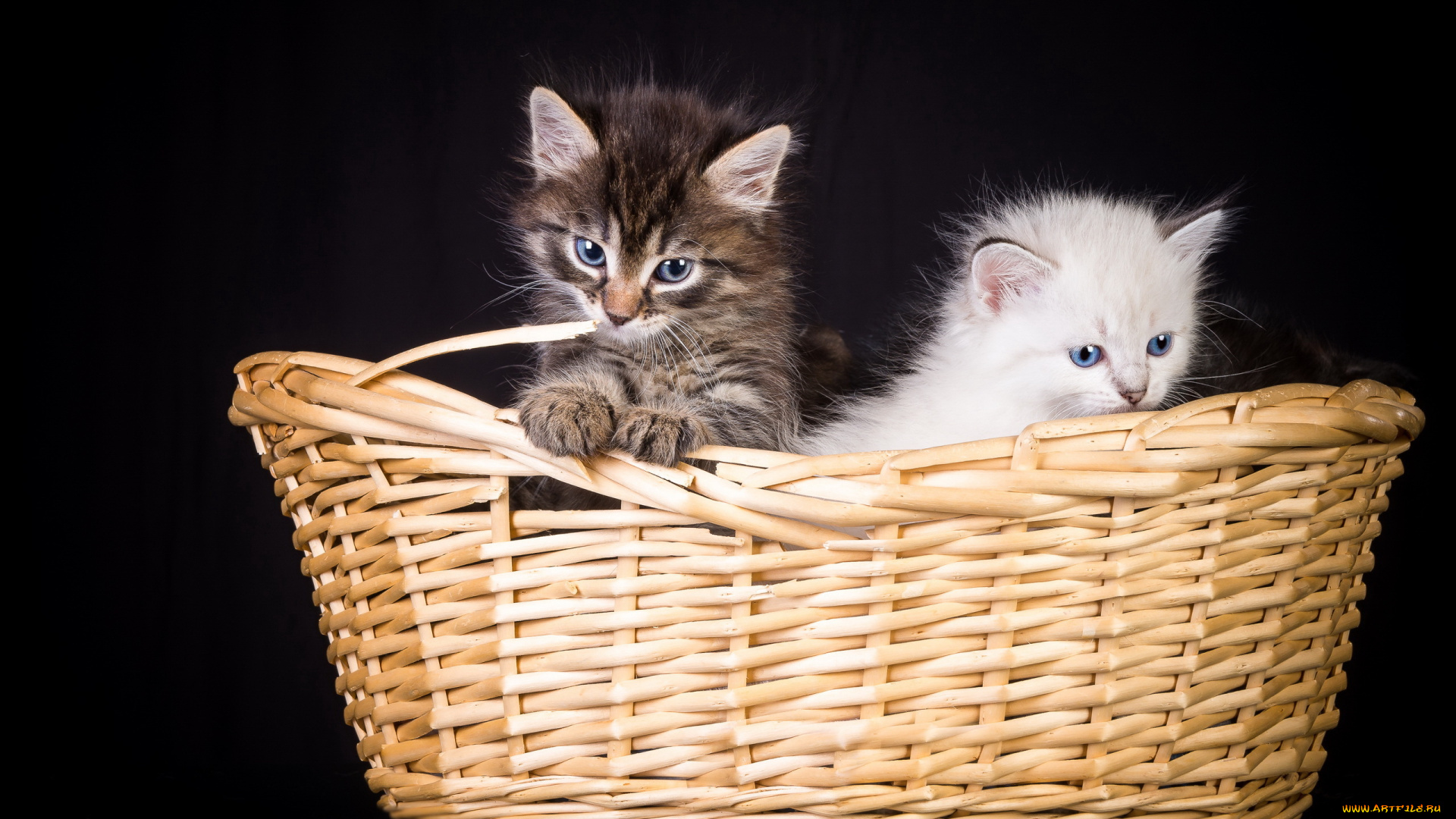 животные, коты, котята, корзина