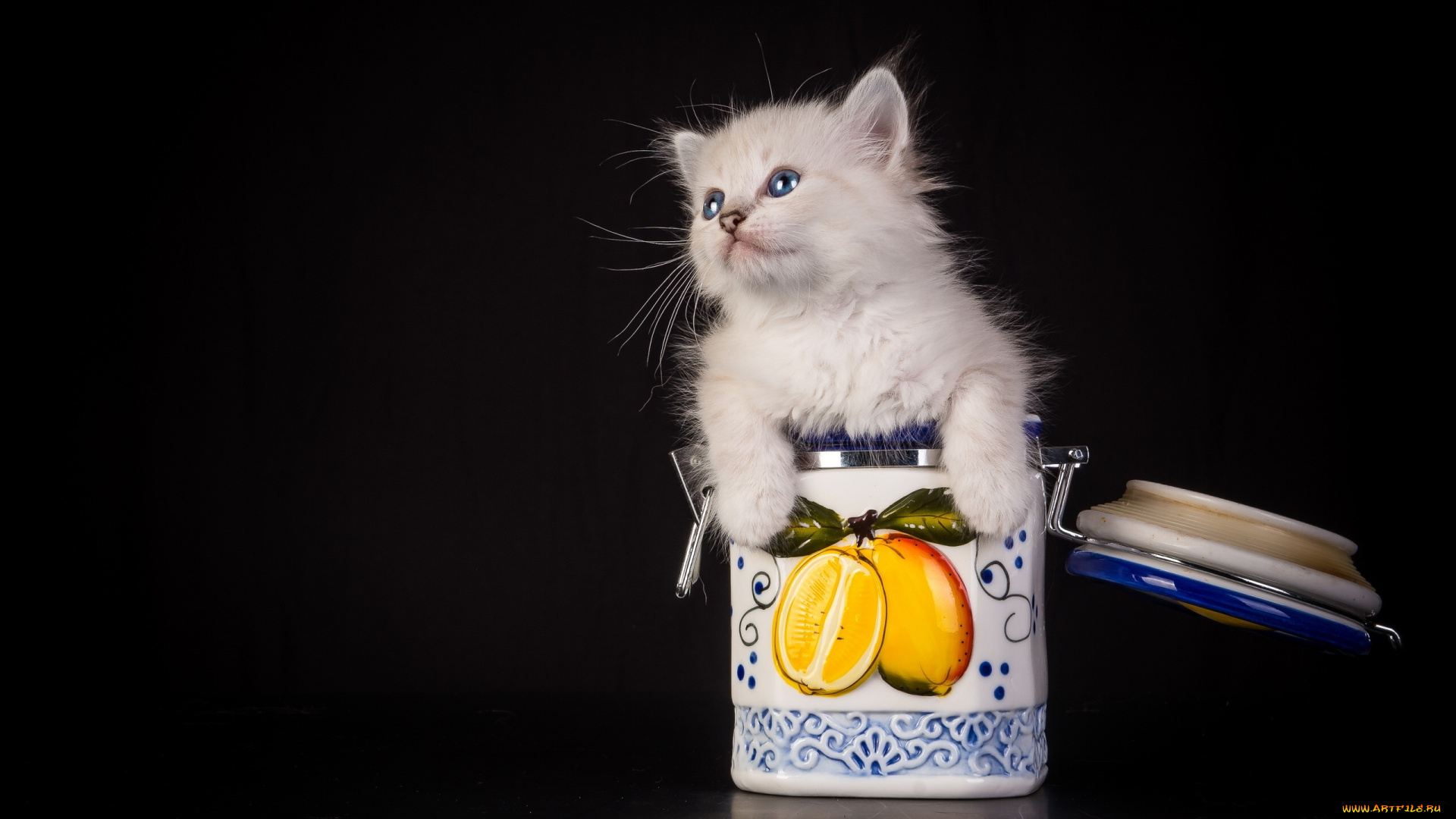 животные, коты, котёнок