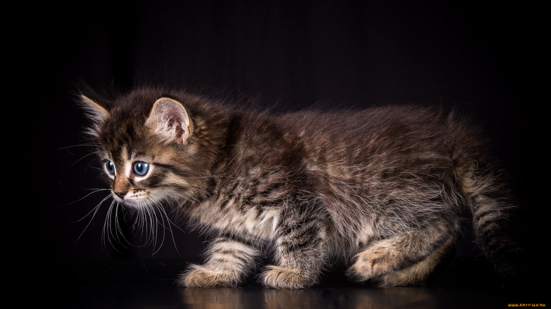 животные, коты, котёнок