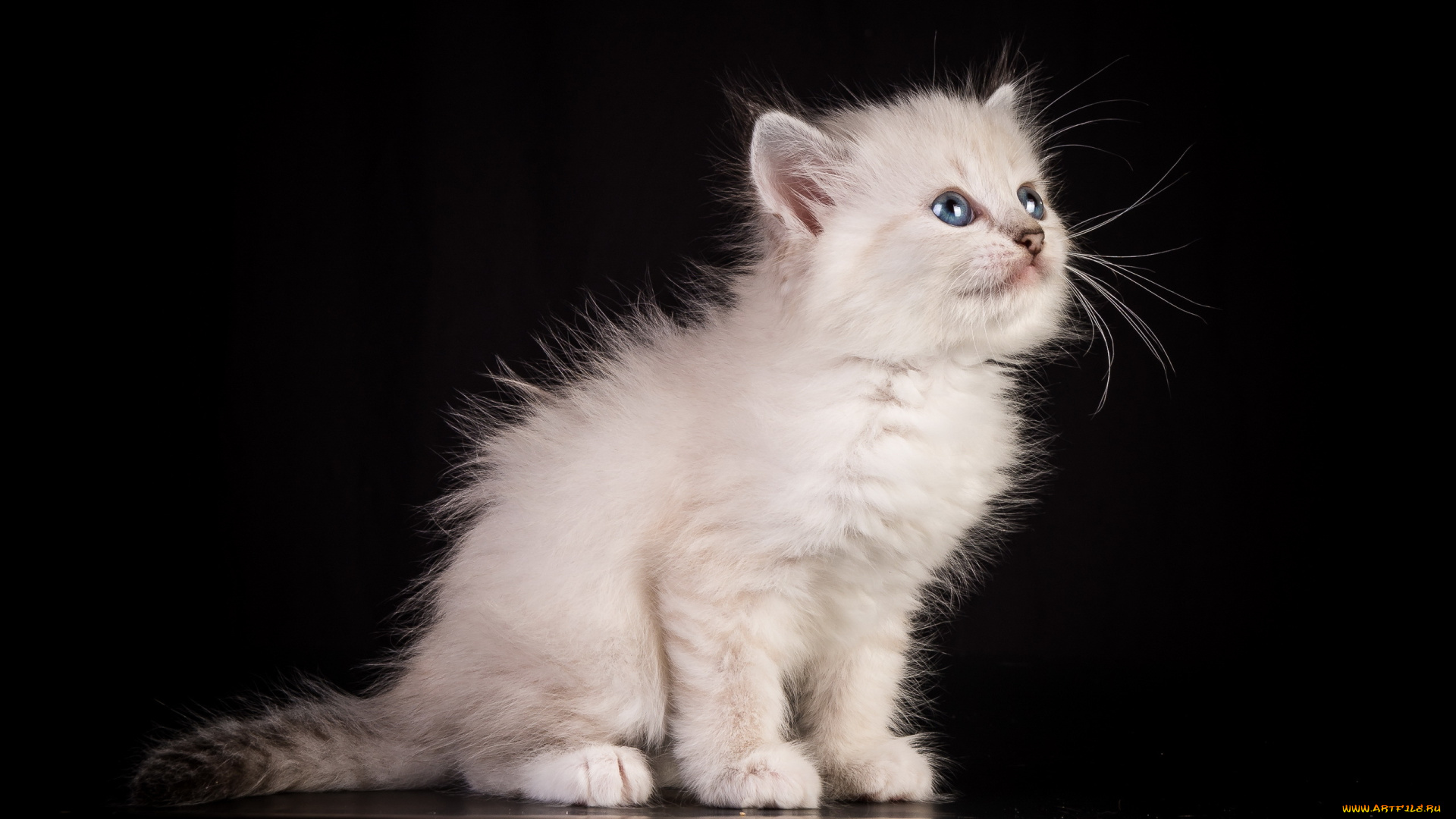 животные, коты, котёнок