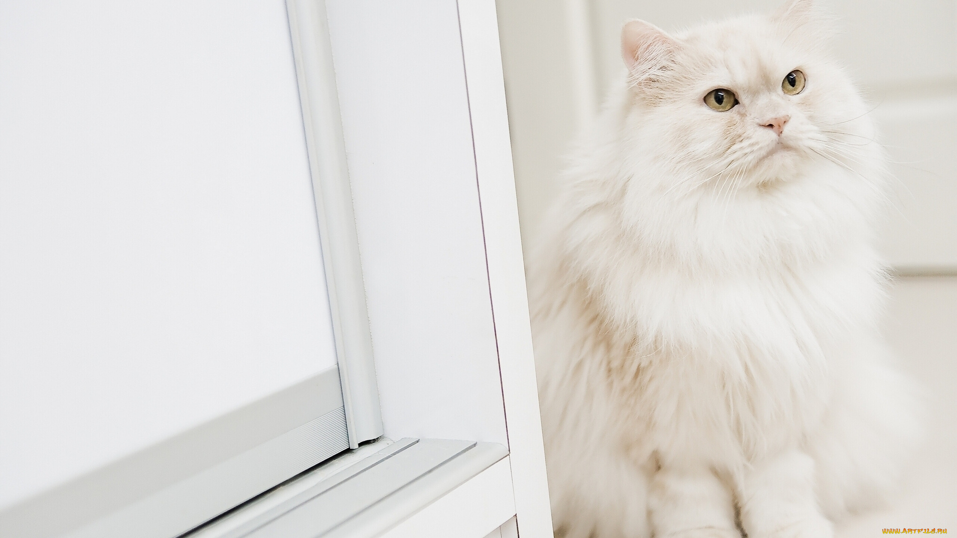 животные, коты, пушистый