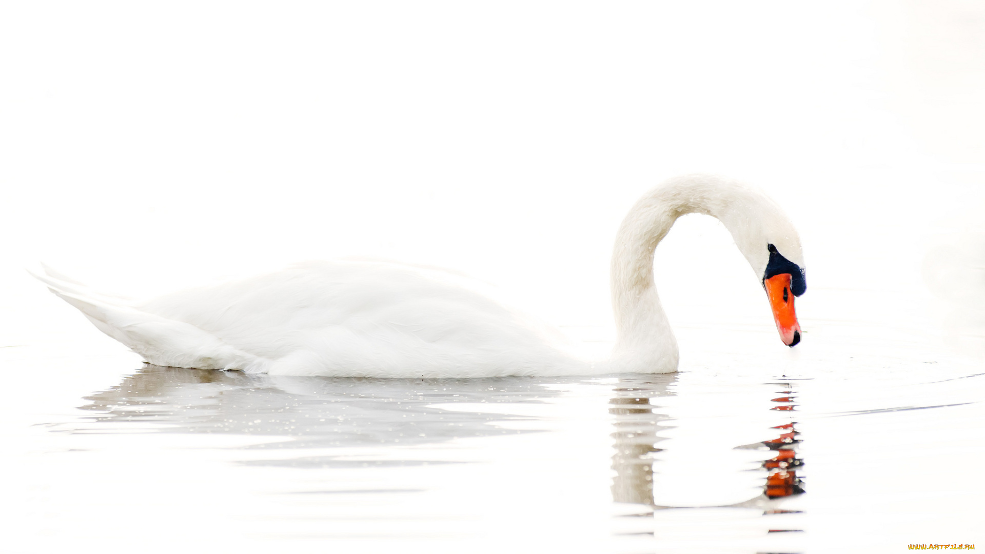 животные, лебеди, шипун, белый