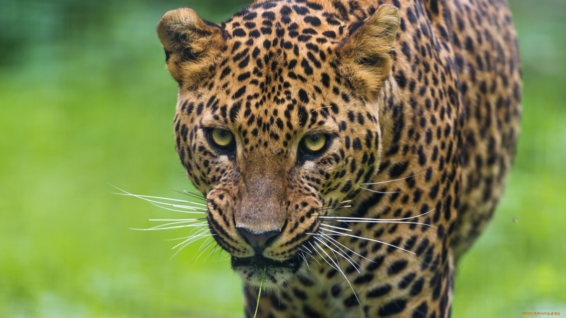 животные, леопарды, взгляд