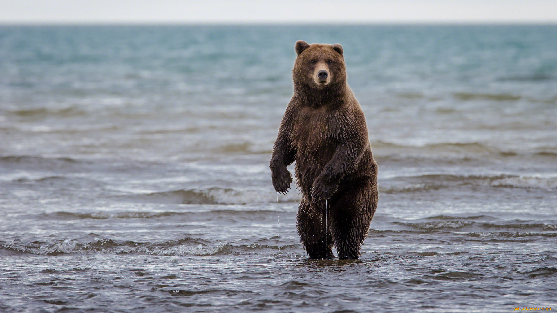 животные, медведи, вода, стойка