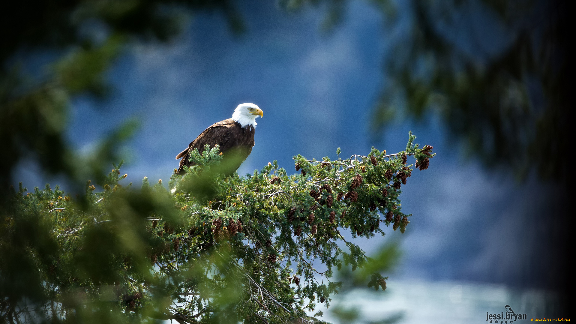 животные, птицы, хищники, ветка, орел
