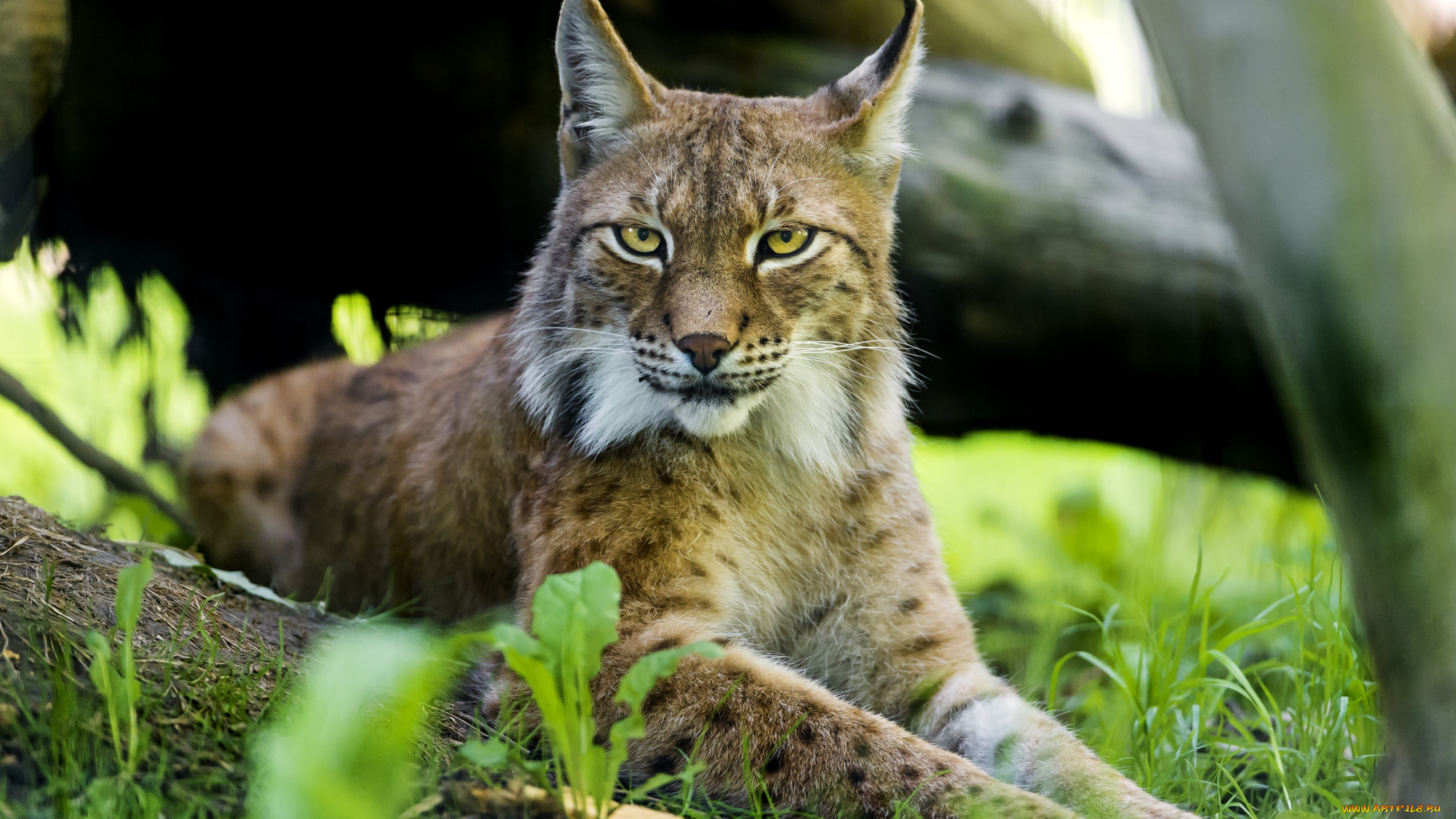 животные, рыси, сибирская, рысь