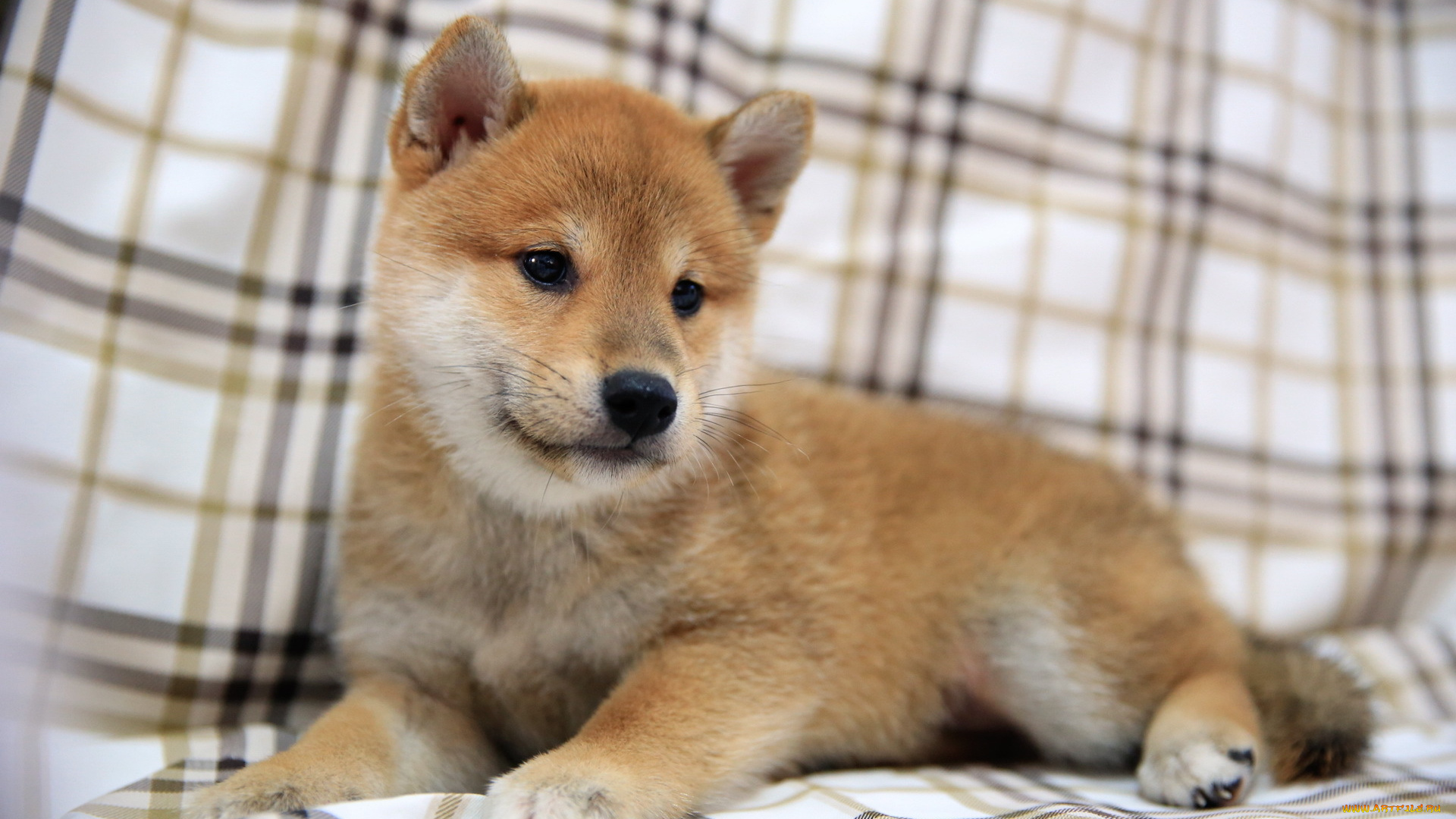 животные, собаки, фон, щенок