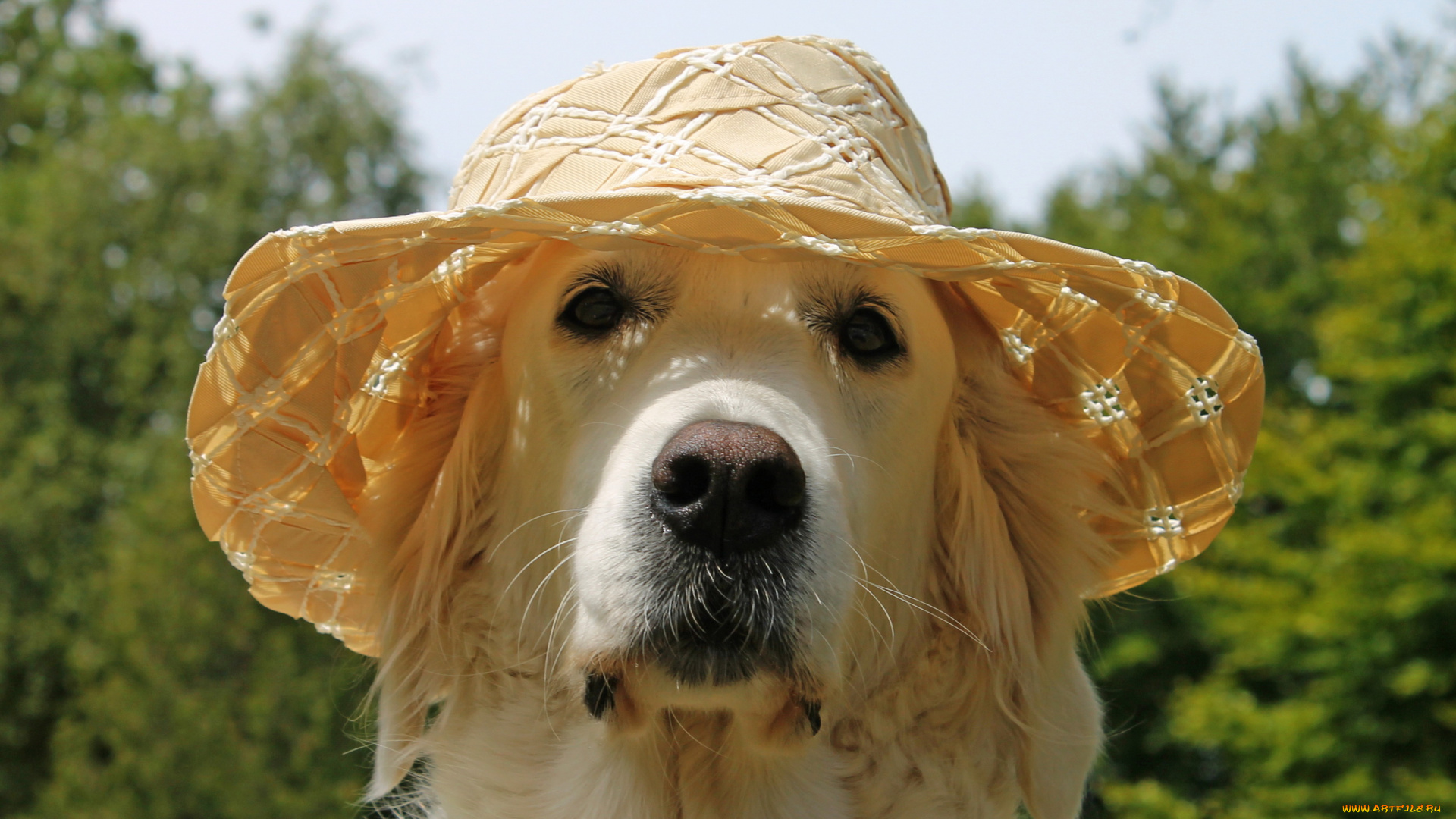 животные, собаки, шляпа, собака