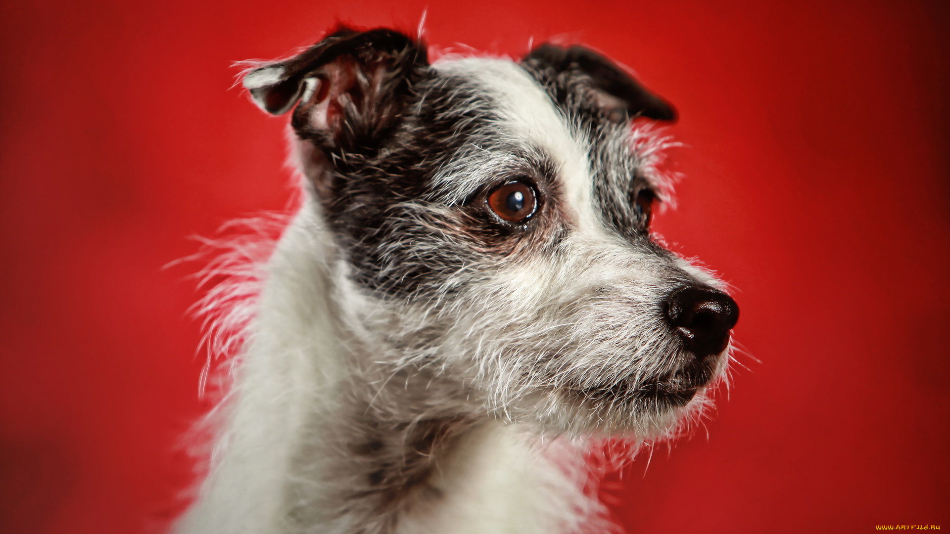 животные, собаки, взгляд, фон