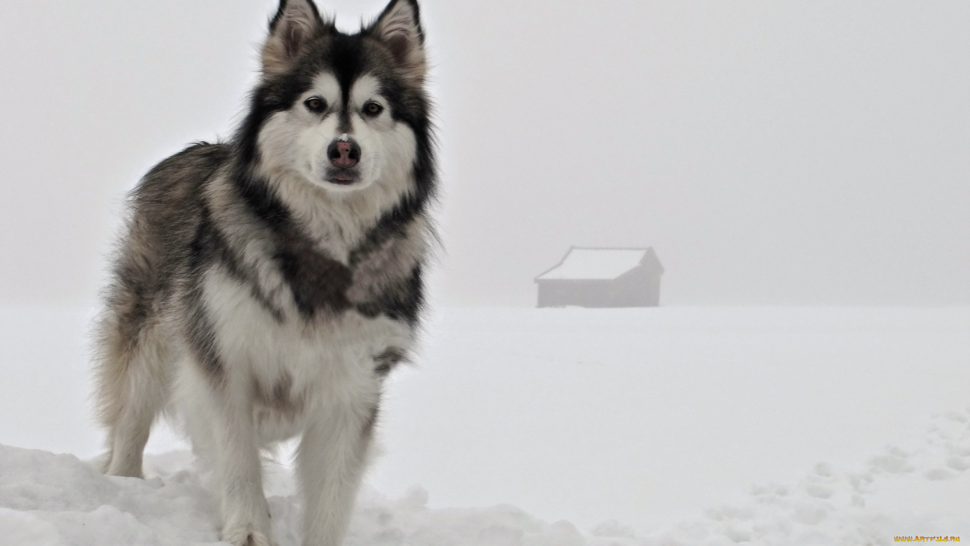 животные, собаки, взгляд, снег