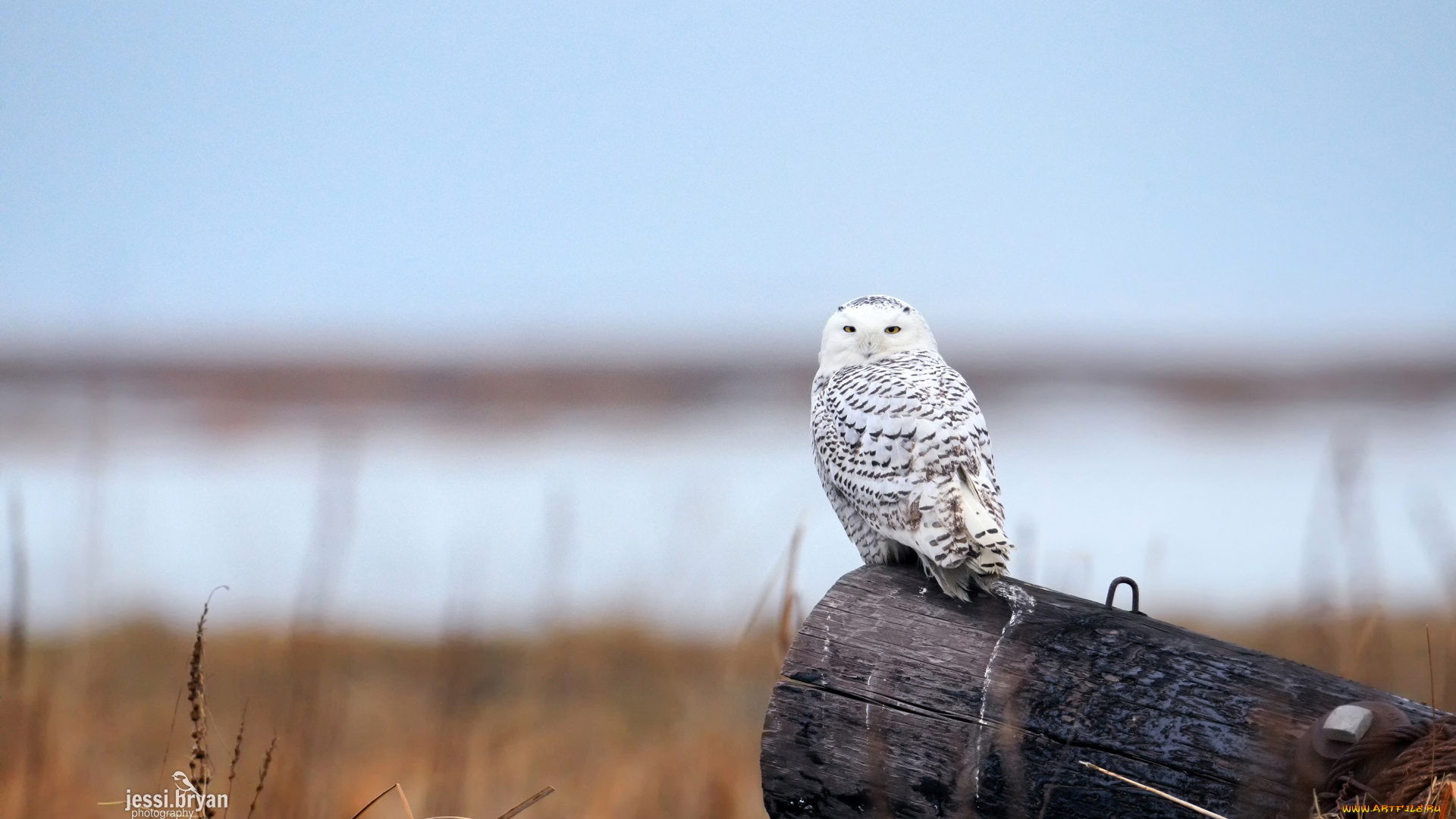 животные, совы, бревно