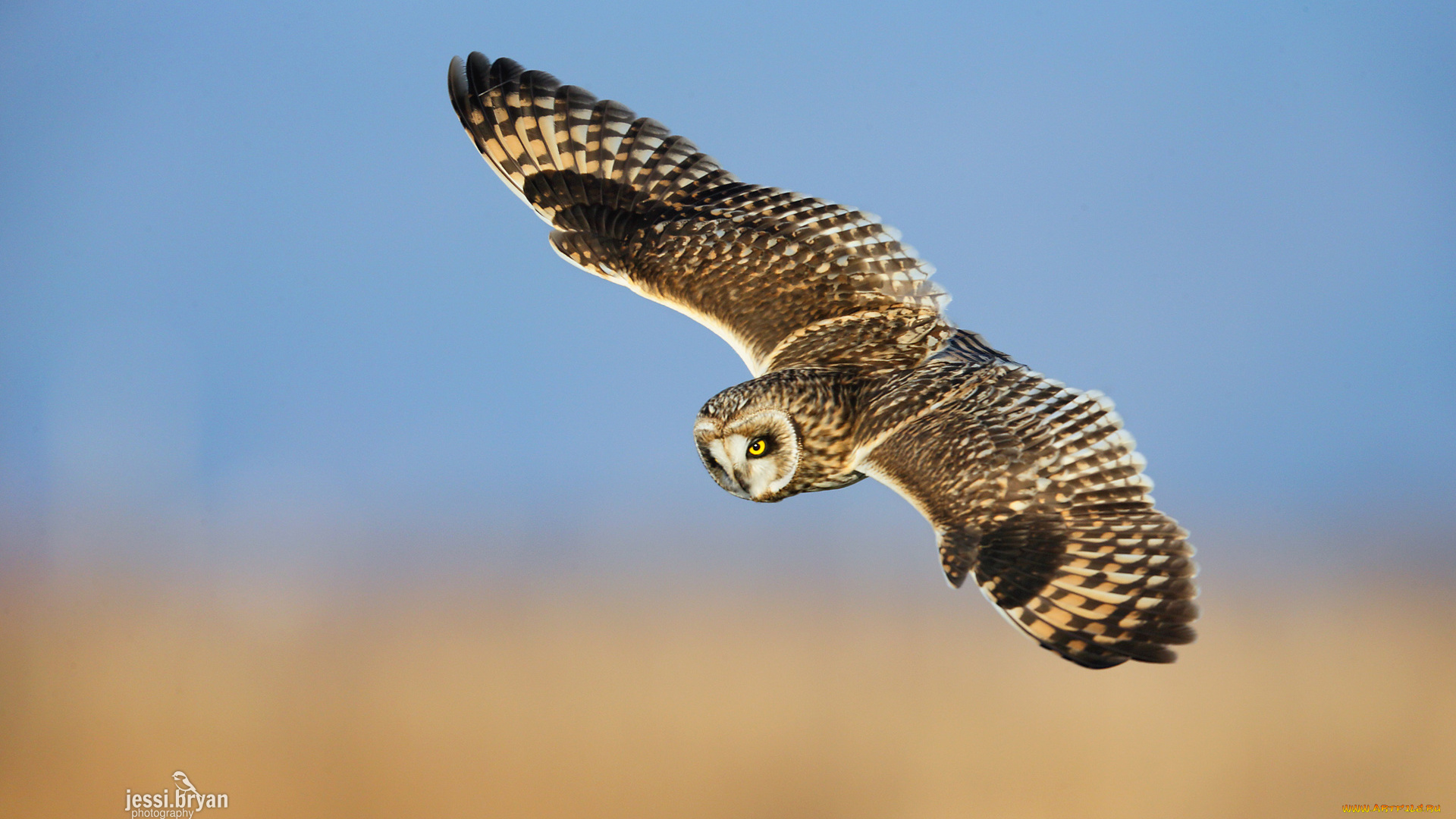 животные, совы, полет