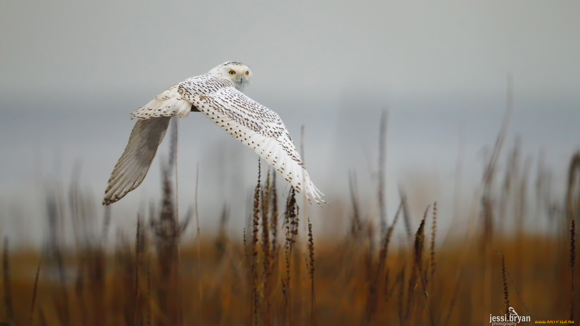 животные, совы, сова