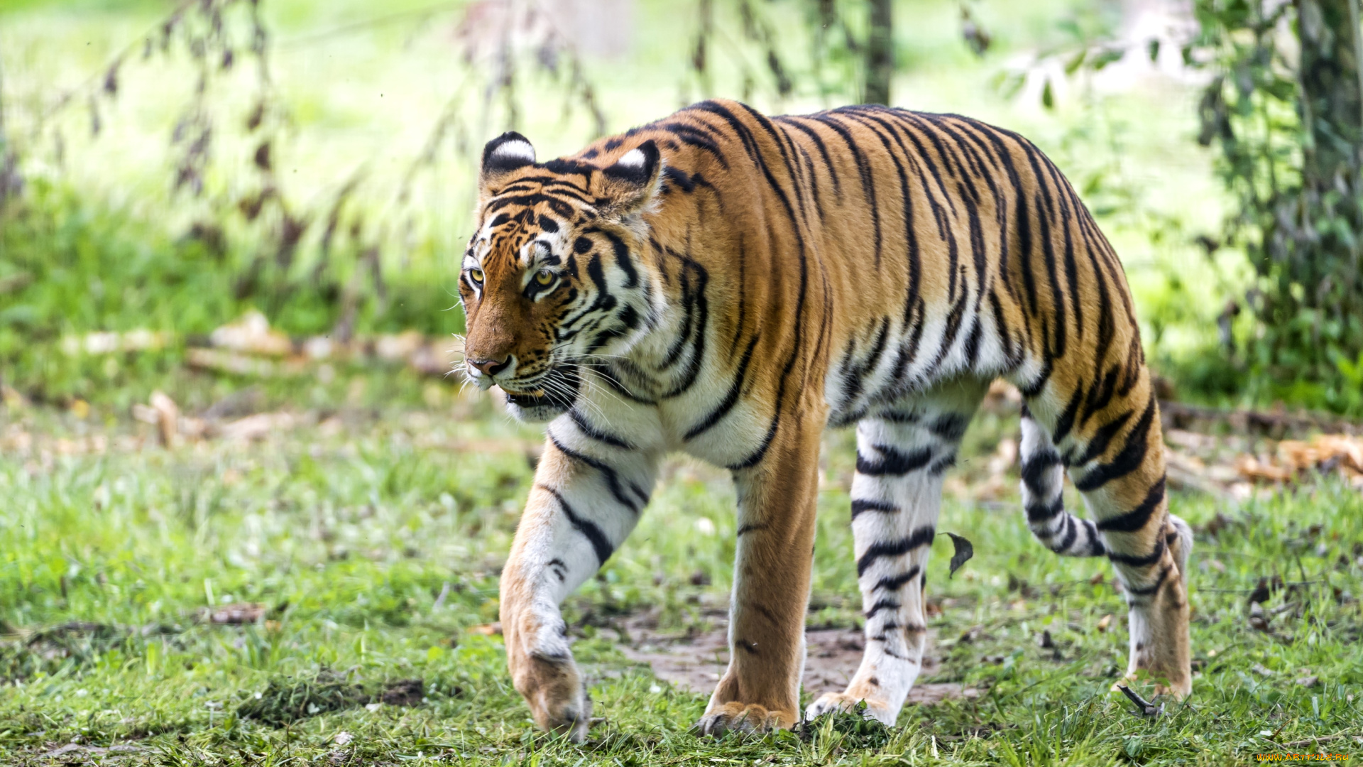 животные, тигры, хищник