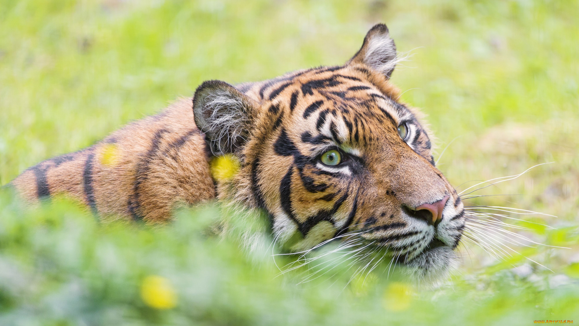 животные, тигры, морда, усы, дикая, кошка