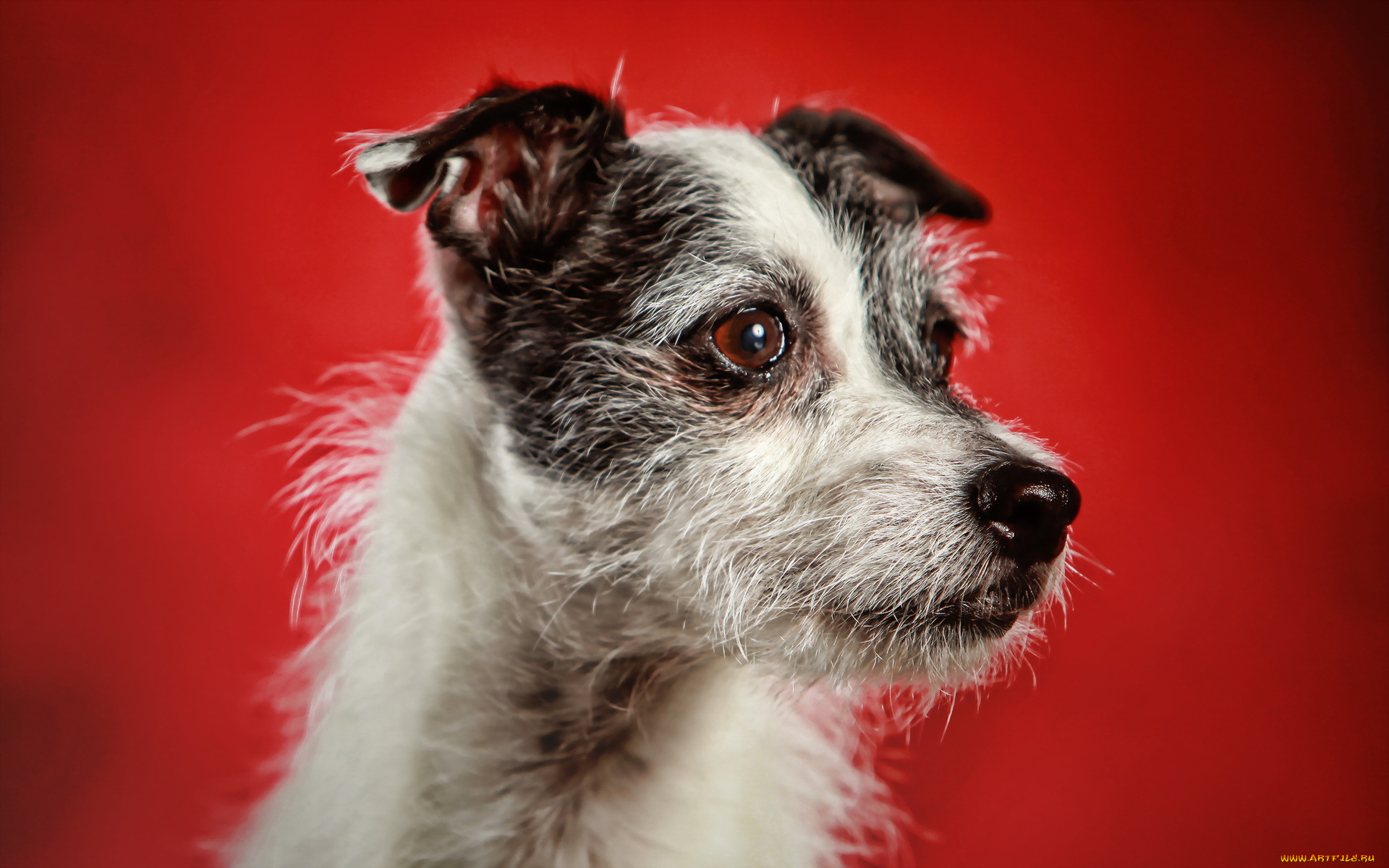 животные, собаки, взгляд, фон