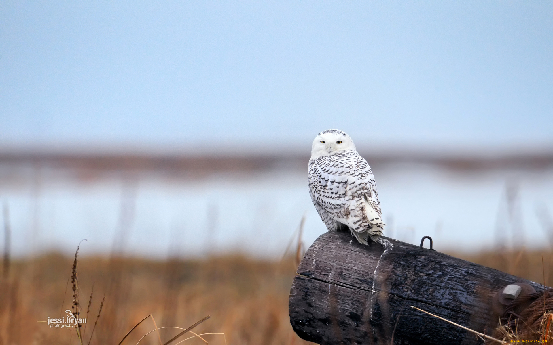 животные, совы, бревно