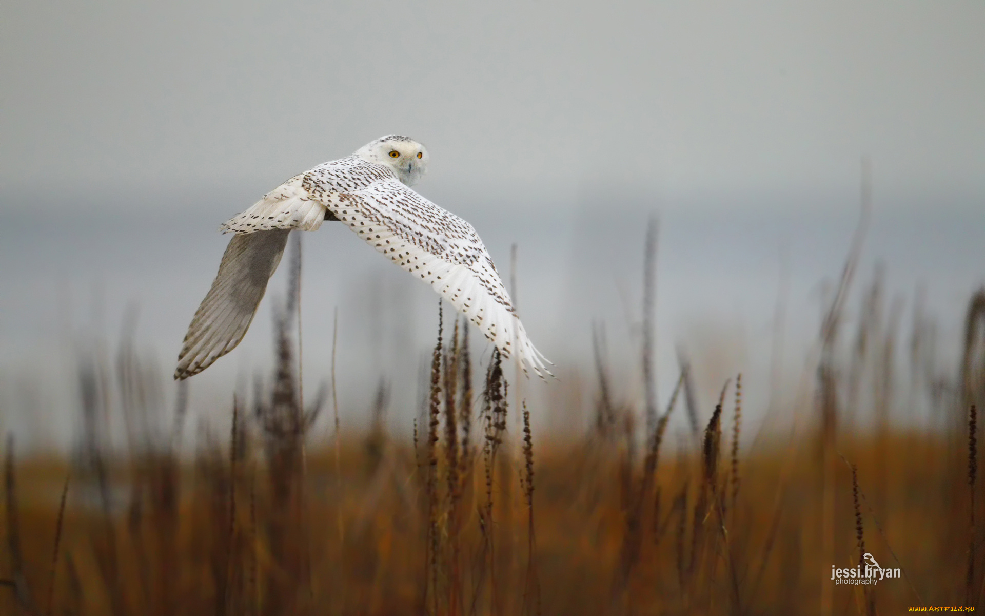 животные, совы, сова