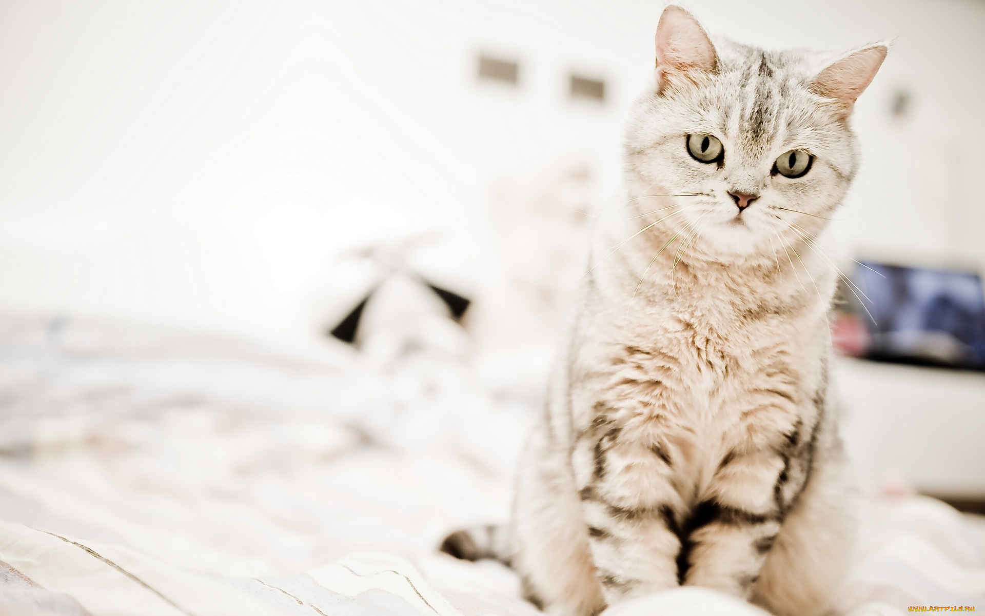 животные, коты, котэ