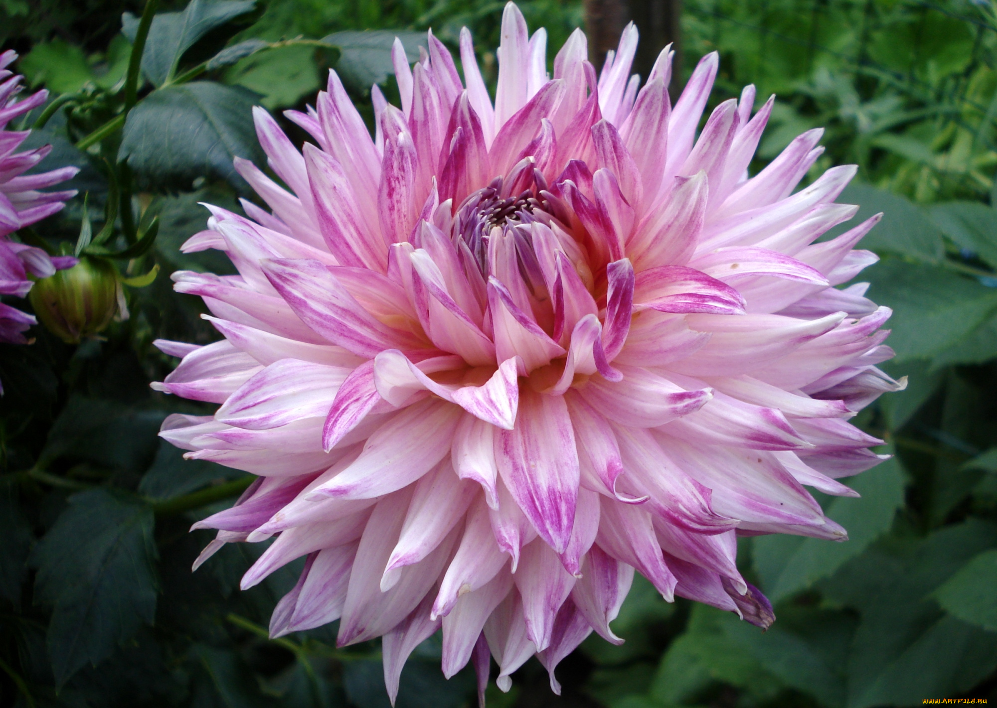 цветы, георгины, пышный