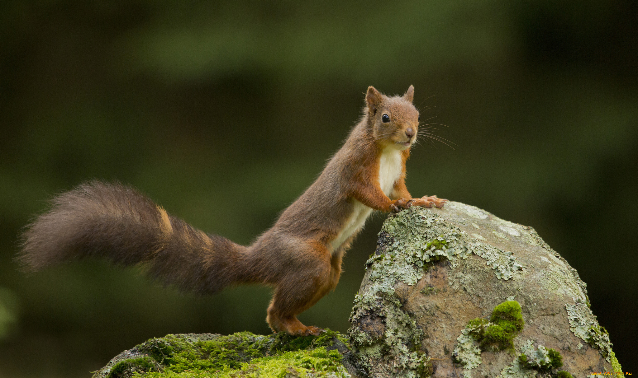 животные, белки, зверек, рыжая