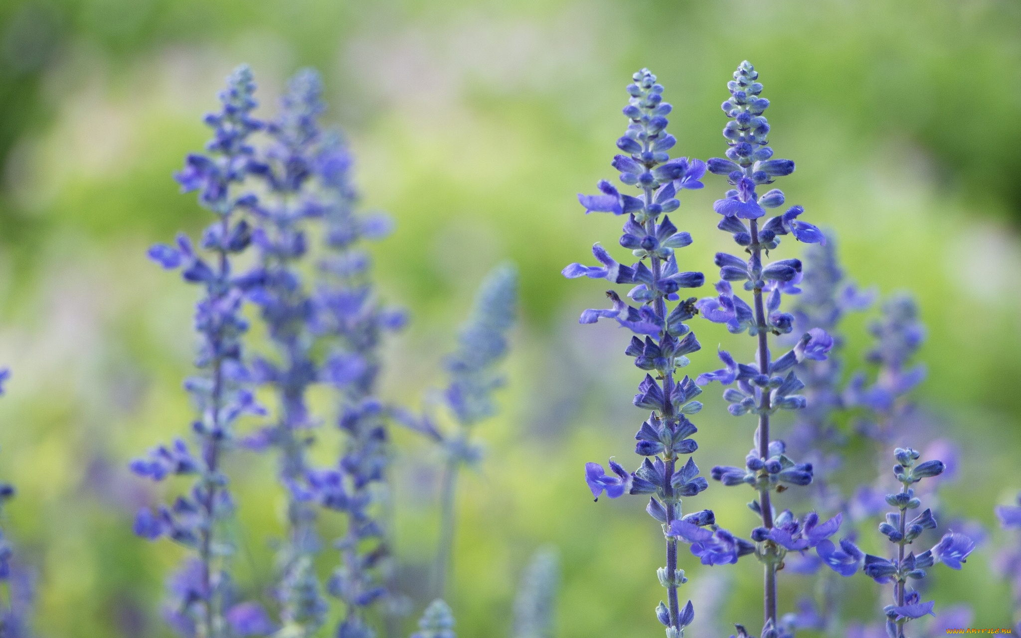 цветы, лаванда, боке, макро