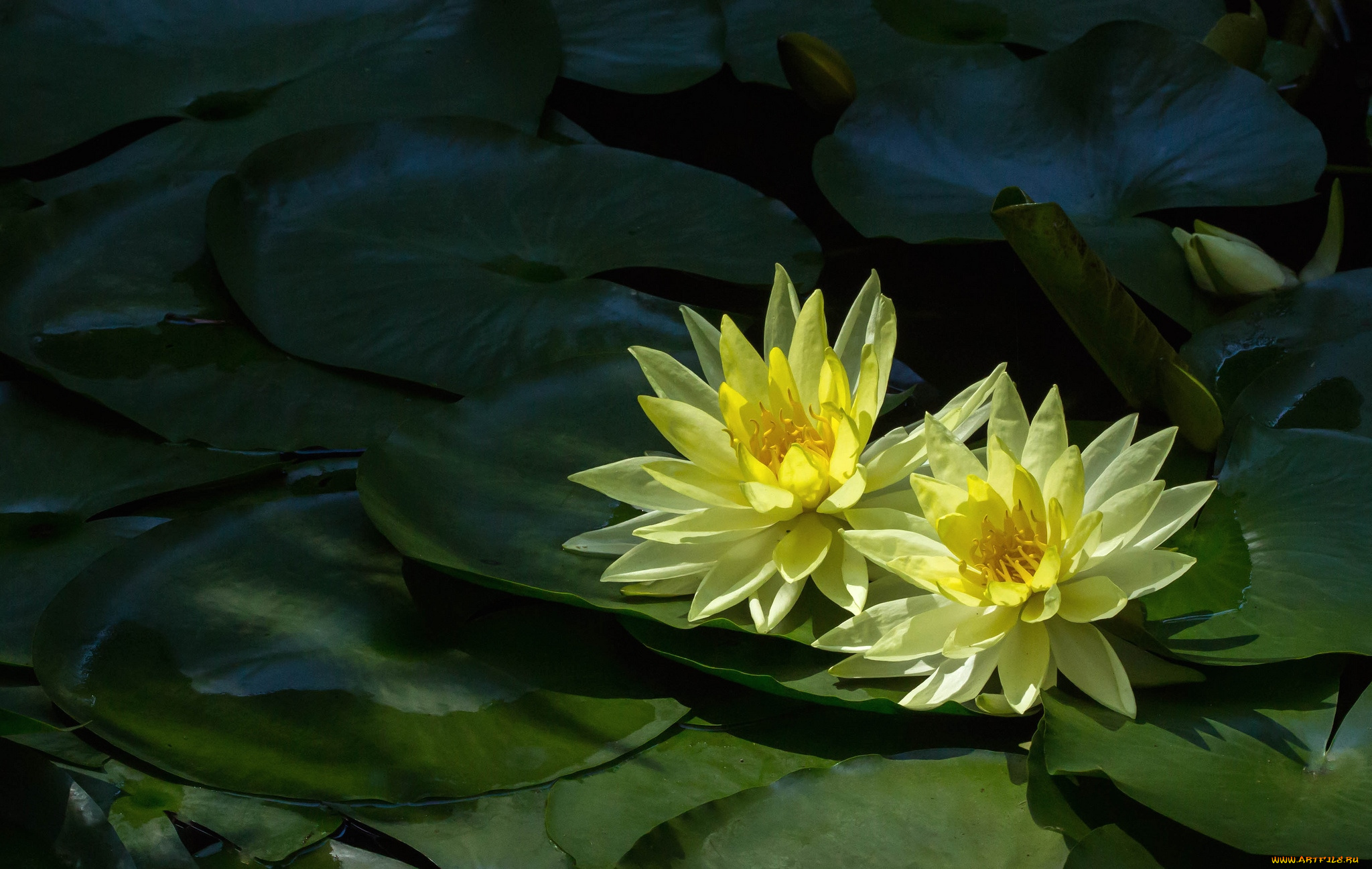 цветы, лилии, водяные, нимфеи, кувшинки, дуэт