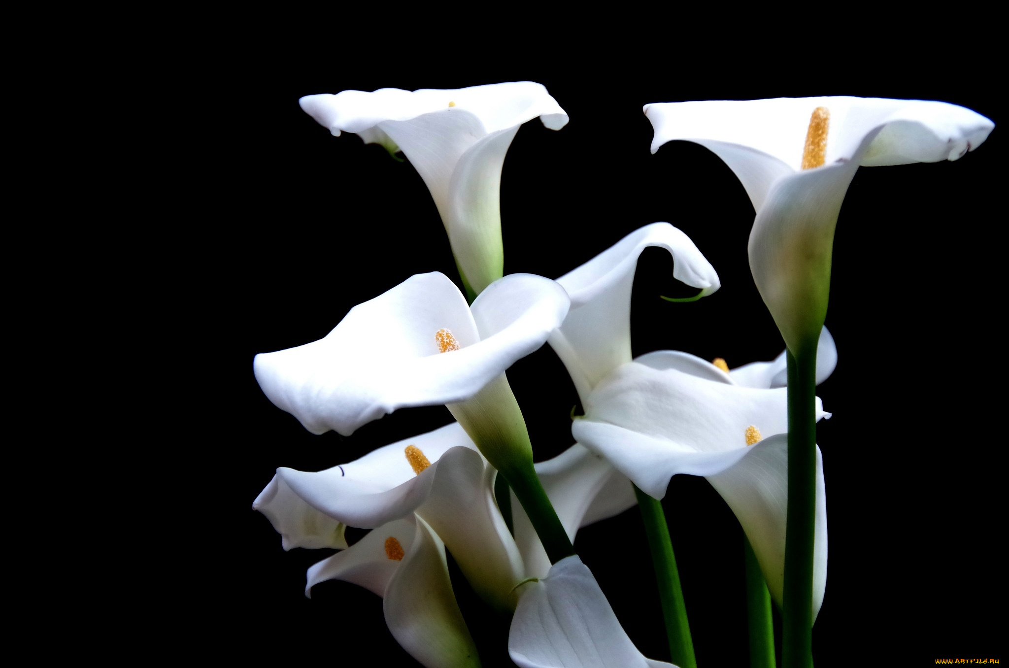 цветы, каллы, белый