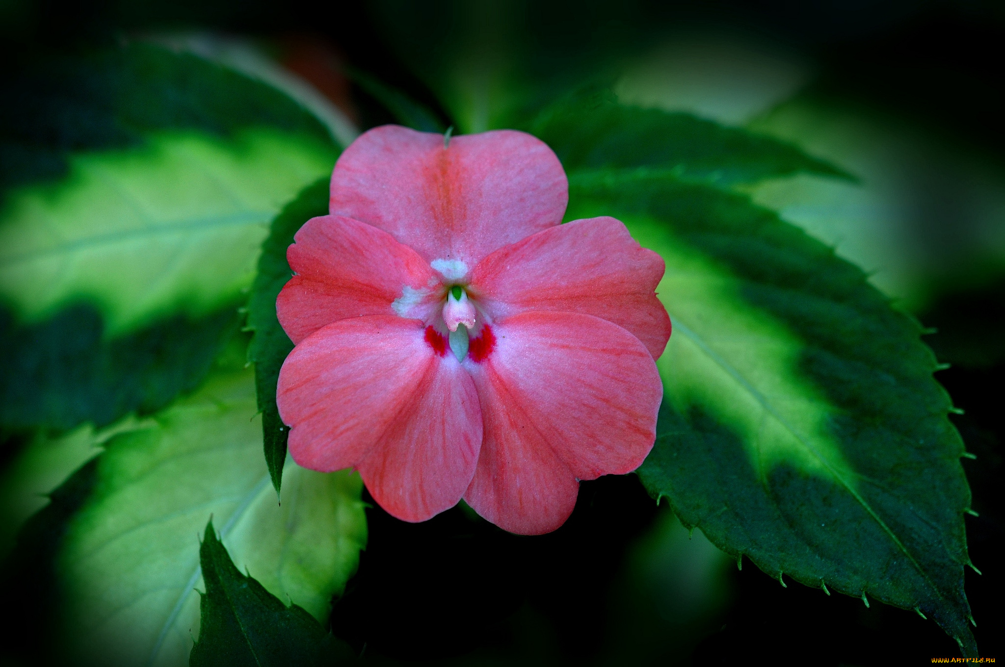 цветы, бальзамины, макро