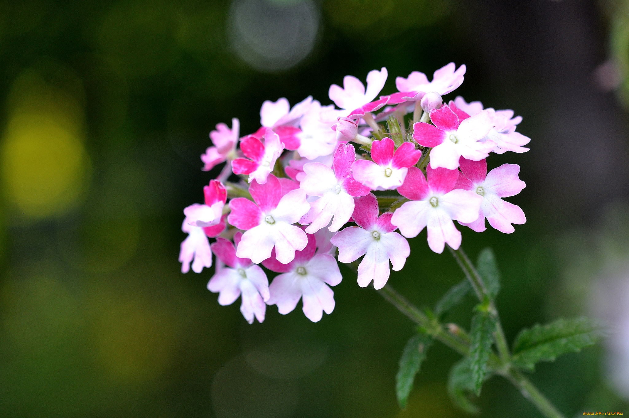 цветы, лантана, вербена, макро